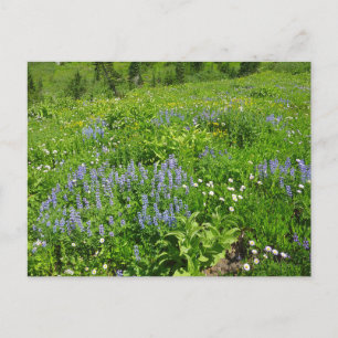 Field of Wildflowers at Mount Rainier Postcard