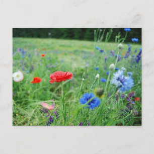 field of wildflowers postcard