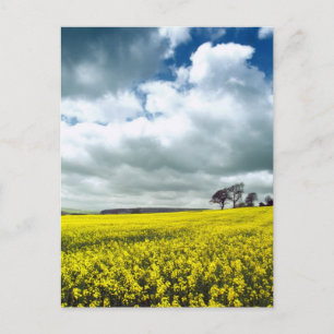 Field of yellow postcard