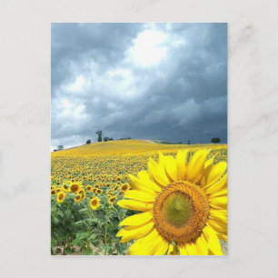 Field of yellow postcard