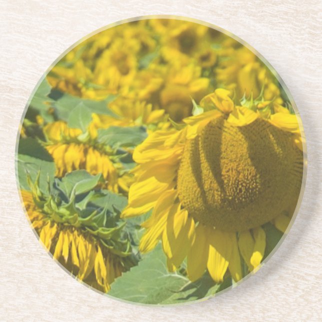 Field of Yellow Sunflowers Coaster (Front)