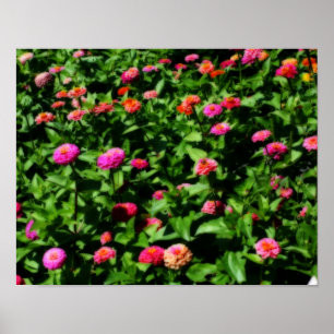 Field Of Zinnias Flower Poster