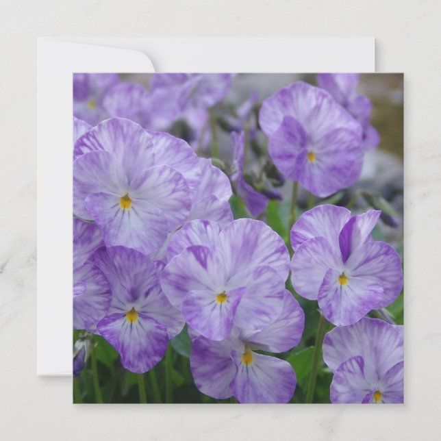 Field Pansies (Front)