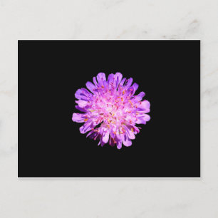 Field Scabious Postcard