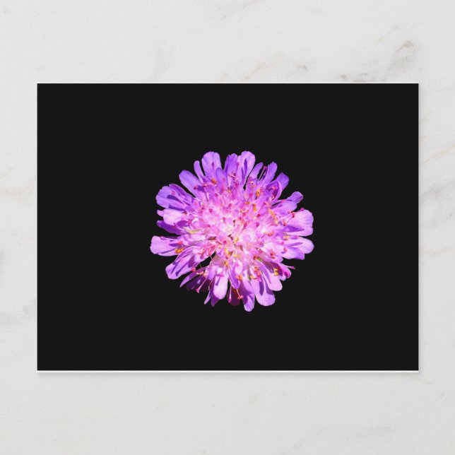 Field Scabious Postcard (Front)