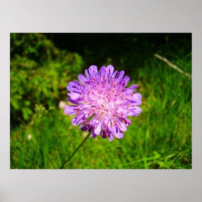 Field Scabious Poster (Front)