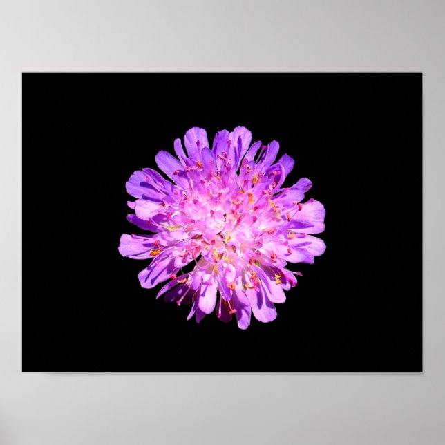 Field Scabious Poster (Front)