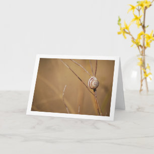 Field Snail Shell Portrait Card