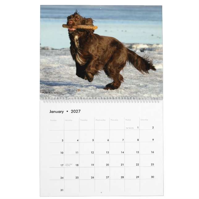 Field Spaniel Wall Calendar (Jan 2027)