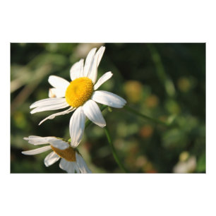 Field White Daisy Flowers Photo Print