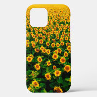 Field with bright yellow sunflowers in sunny day. 
