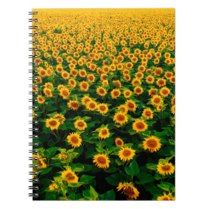 Field with bright yellow sunflowers in sunny day. notebook