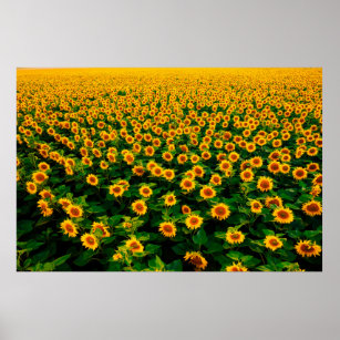 Field with bright yellow sunflowers in sunny day.  poster