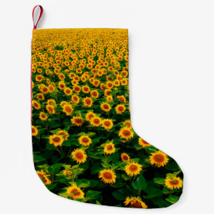 Field with bright yellow sunflowers in sunny day.  small christmas stocking