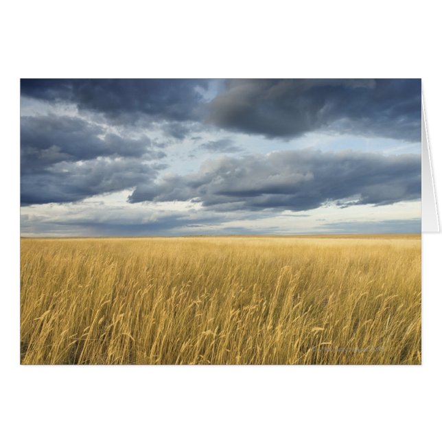 Field with storm clouds (Front Horizontal)