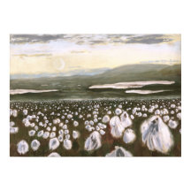 Fields of Arctic Cotton