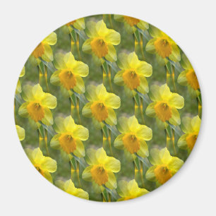 Fields of Daffodils.... Magnet