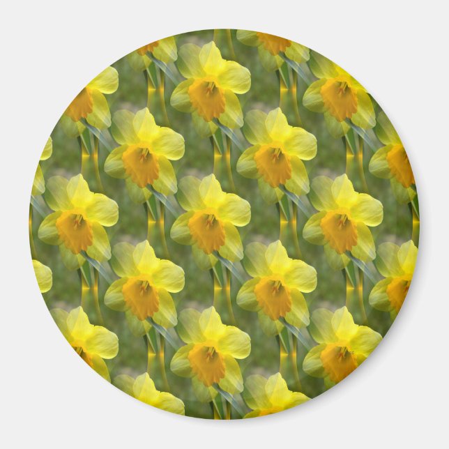 Fields of Daffodils.... Magnet (Front)