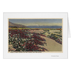 Fields of Desert Sunshine & Wild Verbenas