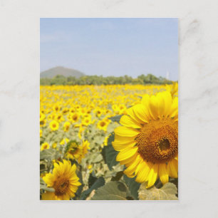 Fields of Gold Postcard