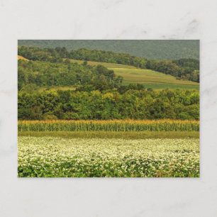 Fields of Grain Postcard