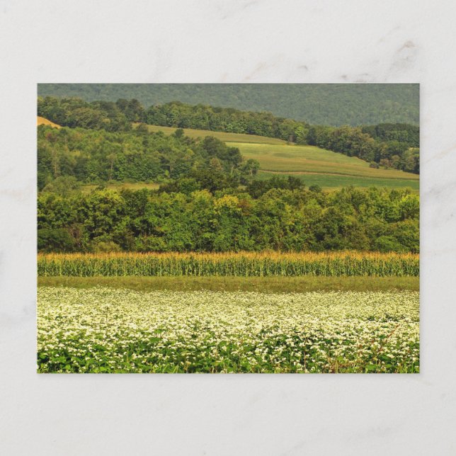 Fields of Grain Postcard (Front)