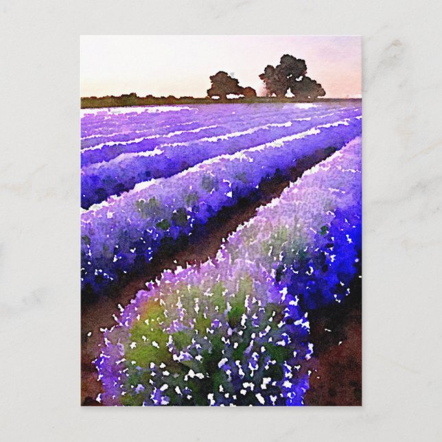 Fields of Lavender Postcard (Front)