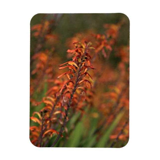 Fields of Orange Agave Magnet (Vertical)