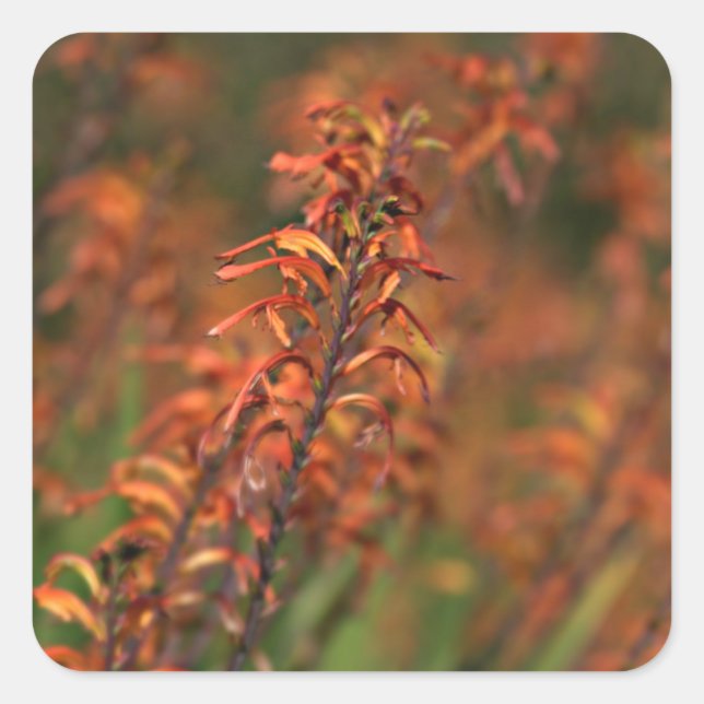 Fields of Orange Agave Square Sticker (Front)