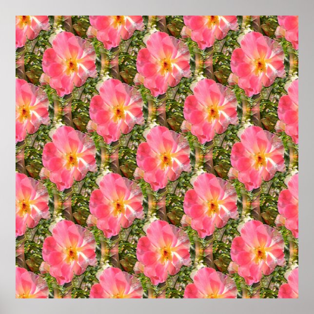 Fields of Roses.... Poster (Front)
