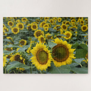 Fields of Sunflowers - 20x30 inch Jigsaw Puzzle
