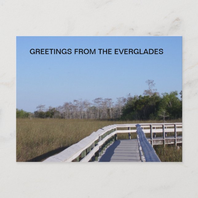 FIELDS OF THE EVERGLADES POSTCARD (Front)