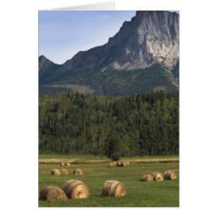 Fields with bailed hay, Alberta, Canada