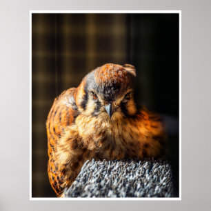 Fierce Beauty — American Kestrel Portrait Poster