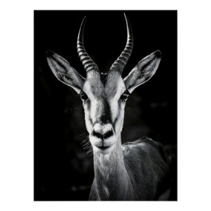 Fierce Gazelle Portrait - High Contrast Black & Wh Poster