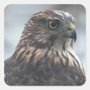 Fierce Hawk Square Sticker