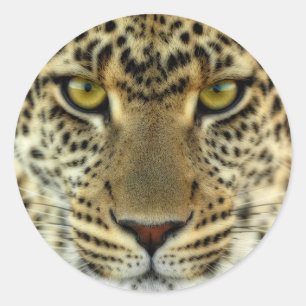 Fierce Leopard Classic Round Sticker