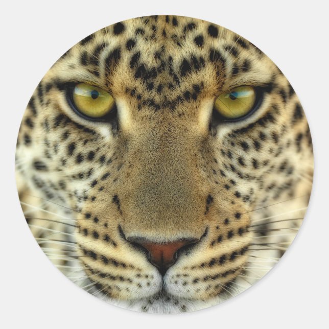 Fierce Leopard Classic Round Sticker (Front)
