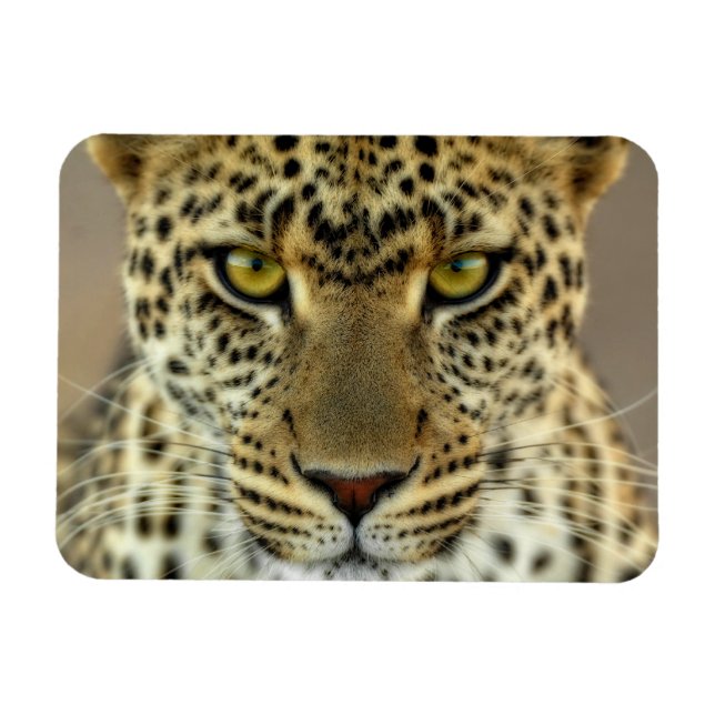 Fierce Leopard Magnet (Horizontal)