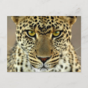 Fierce Leopard Postcard
