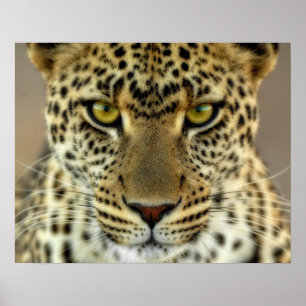 Fierce Leopard Poster