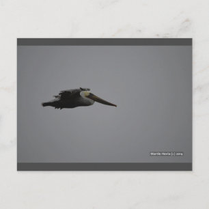 Fierce Pelican III Blue Beach Song™ Postcard