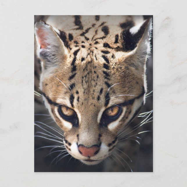 Fierce Postcard (Front)