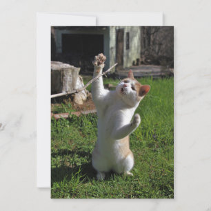 Fierce Predator Invitation