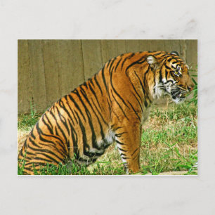 Fierce Tiger Postcard