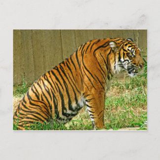Fierce Tiger Postcard
