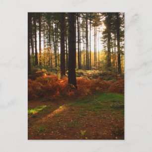 Fiery Bracken Postcard