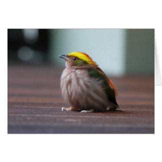 Fiery-capped Manakin