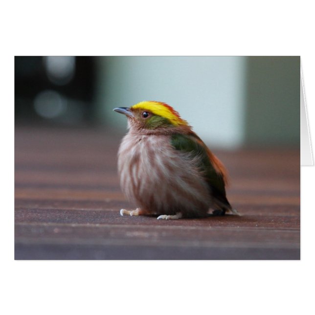 Fiery-capped Manakin (Front Horizontal)