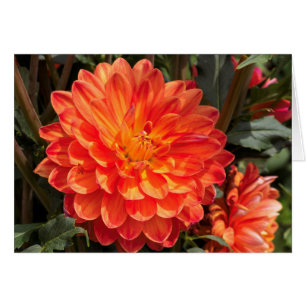 Fiery Dahlia
